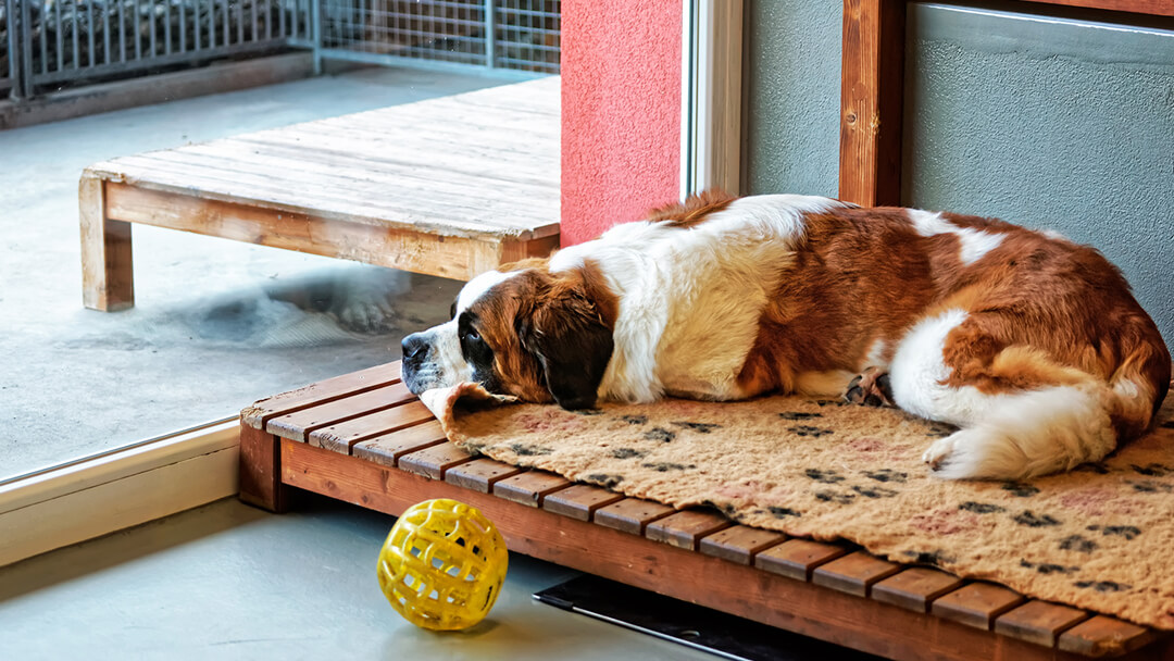 Senior dog clearance boarding